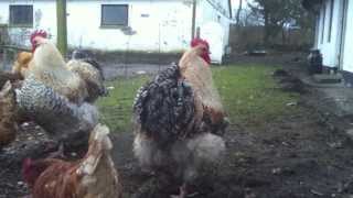 Buff Orpington Meat Chickens [upl. by Alrak]