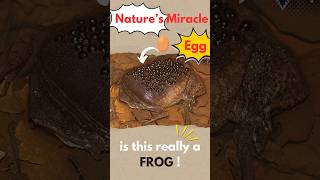 The Toad That BURSTS Out Its Back Surinam Toad Explained [upl. by Bonn]