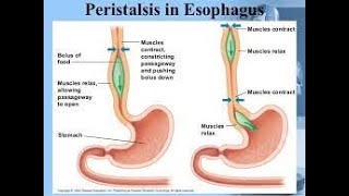 Esophageal Peristalsis [upl. by Anirav]