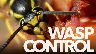 WEBINAR A practical approach to wasp management [upl. by Tabby]