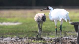 Whooping Cranes in Central Florida [upl. by Riddle]