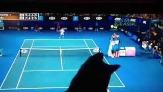 CAT WATCHING TENNIS NOVAK VS NADAL Australian Open [upl. by Ohcirej]