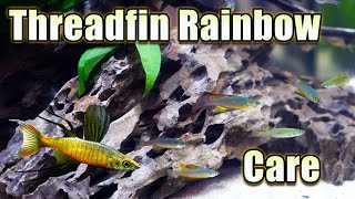 Threadfin Rainbowfish Love to Show Off Care and Breeding [upl. by Judus]