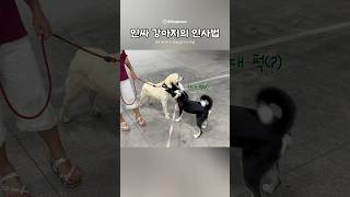 극EEEE 강아지가 오랜만에 만난 친구에게 인사하는 방법 강아지 puppy cute [upl. by Aerdnahc]