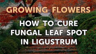 How to Cure Fungal Leaf Spot in Ligustrum [upl. by Aibonez]