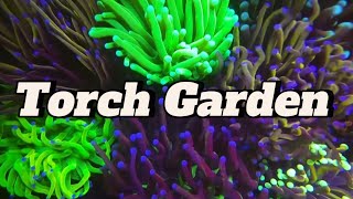 TORCH GARDEN  EUPHYLLIA  CORAL euphyllia trending youtubevideo viralvideo video coral [upl. by Rhys]