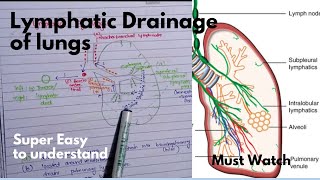 Lymphatic Drainage of lungs  lungs lymphatics [upl. by Perla235]