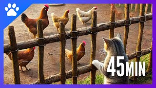 Vidéo pour chat  les poules et oiseaux 🐔🐦 Avec bruits de la campagne pour occuper les chats [upl. by Quiteri]