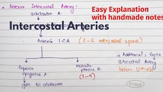 Intercostal Arteries  Course Relations  Arterial Supply of thorax  Thorax Anatomy [upl. by Clayberg473]