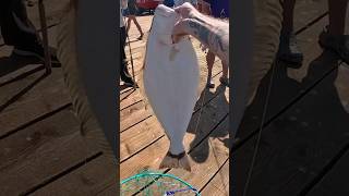 New Capitola Wharf Halibut halibut fishing halibut pierfishing [upl. by Nemzaj]