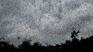 Locust Plague Goes GlobalHits AmericasUS Next—Signs of the Last Days® [upl. by Ennaehr167]