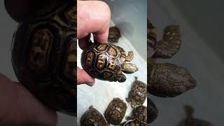 Pardalis Pardalis tortugaranch turtlelove leopardtortoise babytortoise tortoise [upl. by Flore]