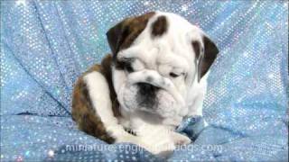 Cute English Bulldog puppy video [upl. by Sidnak20]