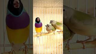 Gouldian finch chicks being fed by the male birds bird [upl. by Sandon]