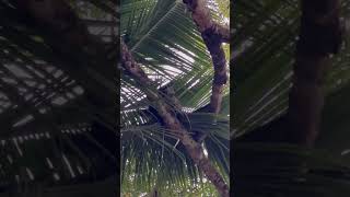 Twotoed Sloth living the LIFE learn twotoedsloth sloth costarica wildlife [upl. by Ahsea277]