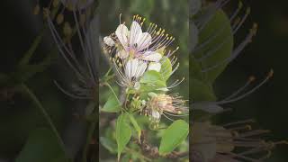 🌹¹⁶☆•⁵ Varuna Crateva adansonii subsp odora in Caper Family Capparaceae [upl. by Batha767]