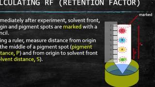 GR 12 Chromatography For Photosynthesis Science Tutorial Video [upl. by Domph249]