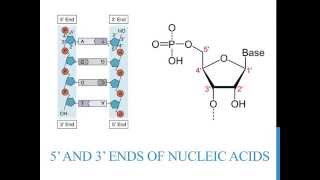 5 3 ends of DNA and RNA [upl. by Annais]