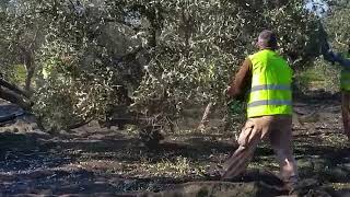 When the trees they are a shaking  Harvesting olives in Andalusia Spain [upl. by Dosh746]