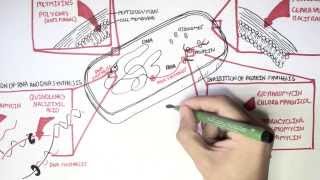 Microbiology  Antibiotics Mechanisms of Action [upl. by Irmgard]