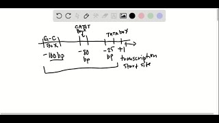 In Figure 124 certain mutations decrease the relative transcription rate of the βglobin gen… [upl. by Dusty]