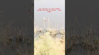 Black winged stilt bird nature birds wildlife amanullahjamali waterbirds [upl. by Ahdar457]