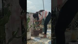 gulab ka plant bs 10ru mai li😮❣️ minivlog [upl. by Jeroma777]