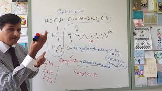 Membrane Lipids  Glycerophospholipids and Sphingolipids [upl. by Amber]