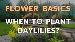 When to Plant Daylilies [upl. by Koralie]