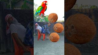 Rounding coconuts to Parrot Pigeon Peacock amp Duck  Birds names magic video [upl. by Groveman]