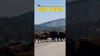 Bison take over Bison cross the road at Grand Teton National Park nationalpark bison buffalo [upl. by Atinot250]