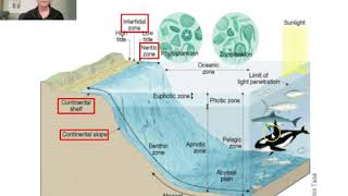 Marine Science Ocean Zones and Lifestyles 1 [upl. by Aserat]