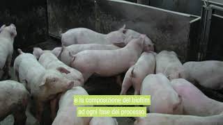 Gestire l’ecosistema microbico nell’alimento liquido per suini [upl. by Melany]