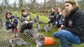 Le zoo de Thoiry propose une immersion pour ces enfants soigneurs dun jour [upl. by Eened]