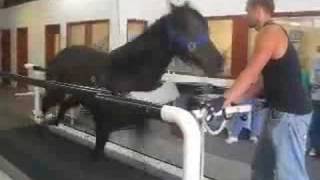 Equine Treadmill Demo [upl. by Ivory]