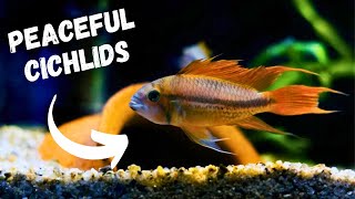 TOP 5 Peaceful Cichlids For Your Aquarium [upl. by Lig655]