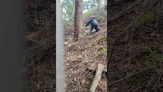 Fellingatree steep doceseis using wire winch [upl. by Ennybor456]