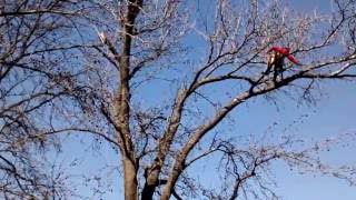 Poda de restauracion de Liquidambar [upl. by Sievert322]