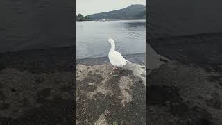 Embden goose honking in llyn padarn [upl. by Eiahpets]