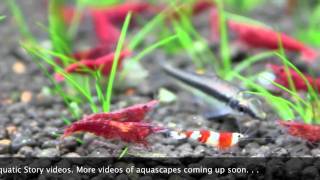 Freshwater Shrimp Aquarium [upl. by Ardnahc]