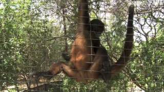 Spider Monkeys at PPI [upl. by Einohpets]