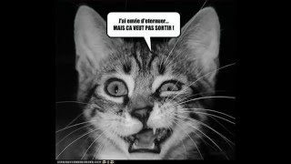 Paroles de chat [upl. by Sset]