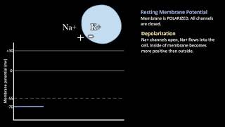 Depolarization vs Repolarization Action Potentials [upl. by Ariaec6]