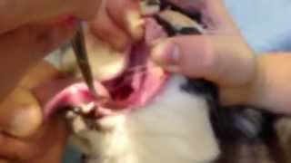 Removing Grass Blade From A Cats NoseThroat [upl. by Simara617]