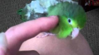 Parrotlet Demands Pets [upl. by Eads]