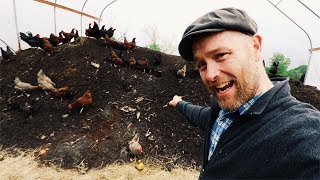 How Karl Hammer Feeds 600 Chickens Without Grains [upl. by Drahsar708]