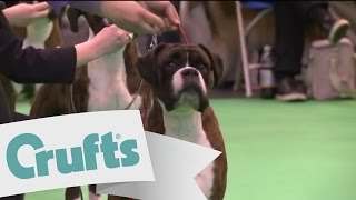 Best of Breed  Boxer Dog  Crufts 2011 sponsored by dfs [upl. by Seafowl697]