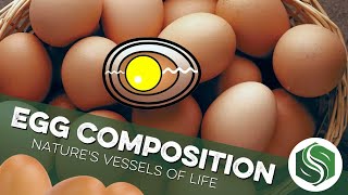 The Composition of a Chicken Egg  Natures Perfect Vessels of Life [upl. by Brande]