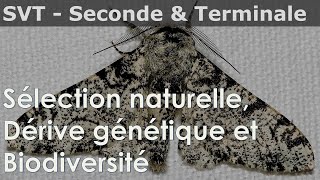 SVT  Seconde amp Terminale  Dérive génétique sélection naturelle biodiversité [upl. by Aisatal]