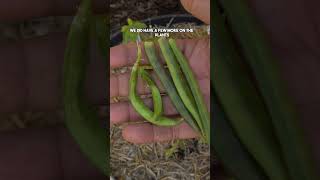 Growing and Harvesting Cluster Beans Difficult to grow [upl. by Sherard]